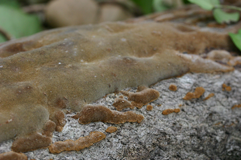 Quiz N. 5 (Hymenochaete fuliginosa)
